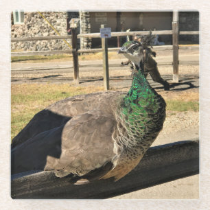 Posavasos De Vidrio Pavo real en una cerca, Idaho