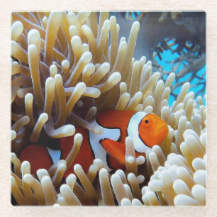 Posavasos De Vidrio Payaso en un arrecife de coral