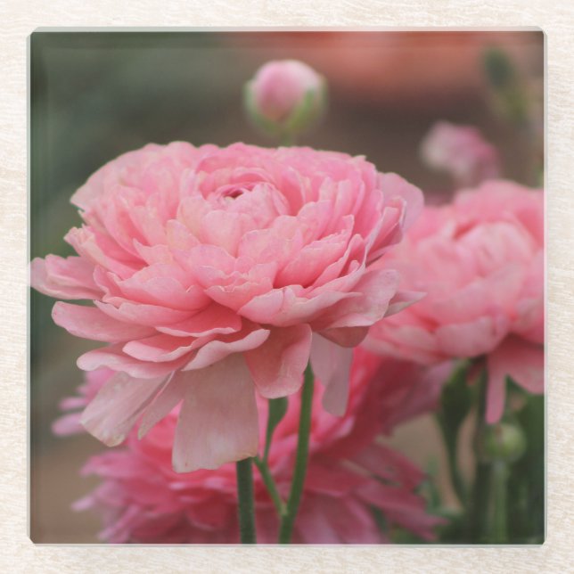 Posavasos De Vidrio Peony Pink Ranunculus Closeup (Anverso)