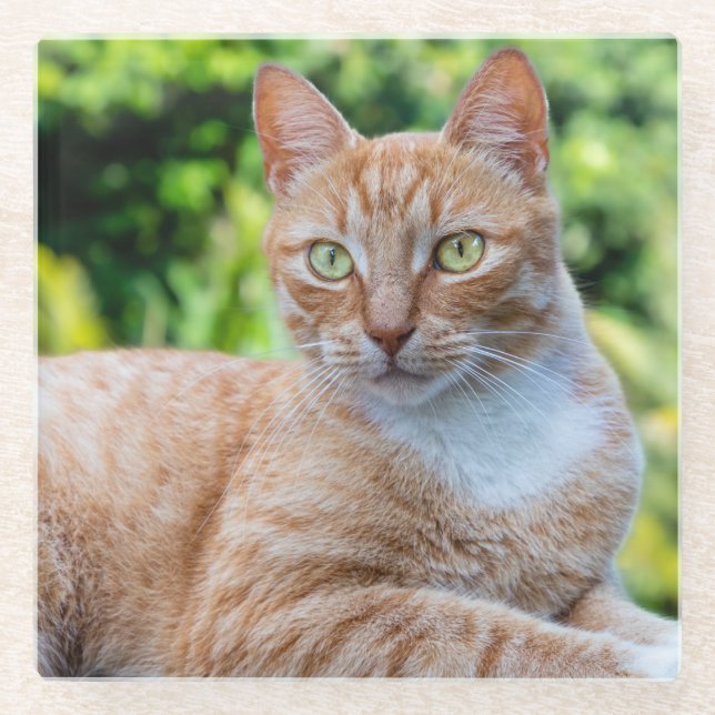 Posavasos De Vidrio Pequeño gatito dulce (Anverso)