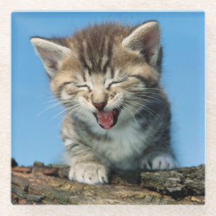 Posavasos De Vidrio Pequeño gatito en un árbol