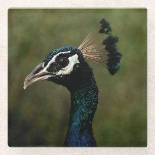 Posavasos De Vidrio Perfil del pavo real