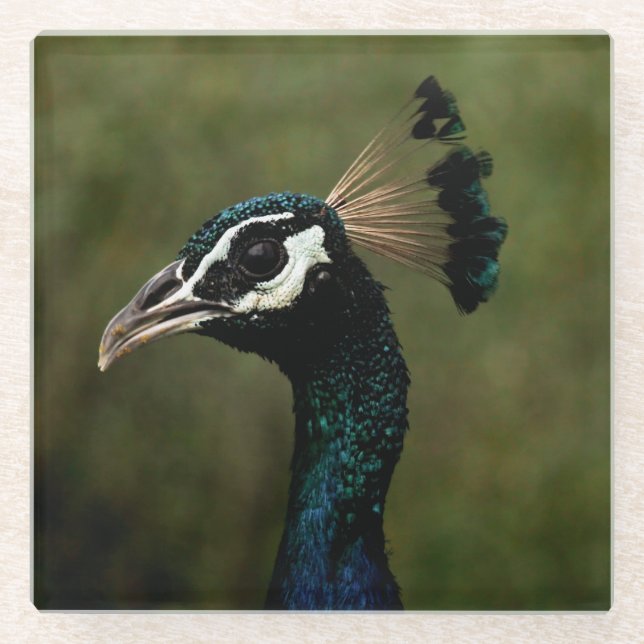 Posavasos De Vidrio Perfil del pavo real (Anverso)