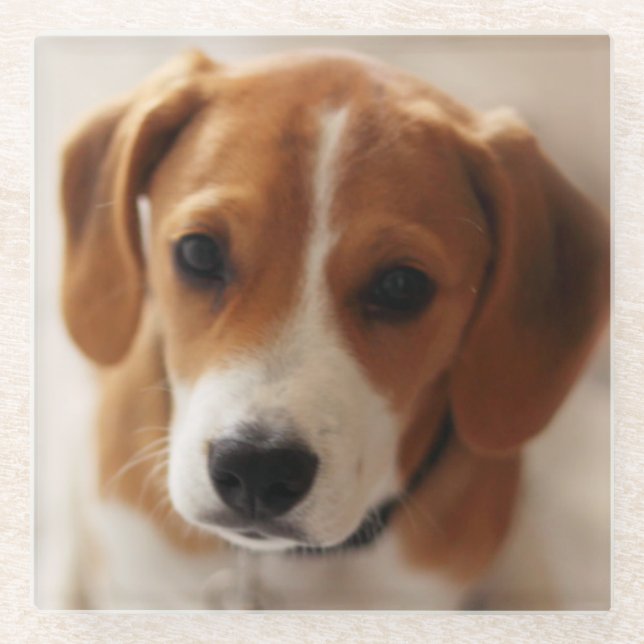 Posavasos De Vidrio Perrito 2 del beagle (Anverso)