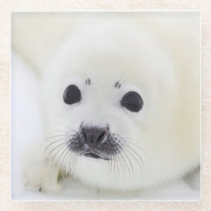 Posavasos De Vidrio Perrito de foca de Groenlandia del bebé en el