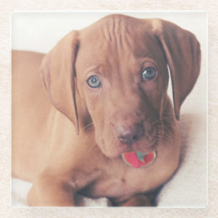 Posavasos De Vidrio Perrito de Vizsla del húngaro