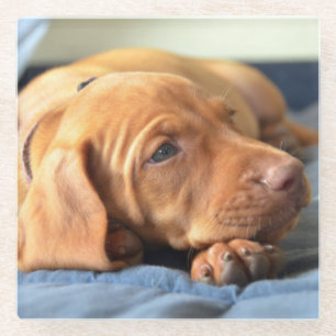Posavasos De Vidrio Perrito de Vizsla que descansa sobre su pata