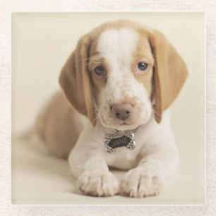 Posavasos De Vidrio Perrito del beagle