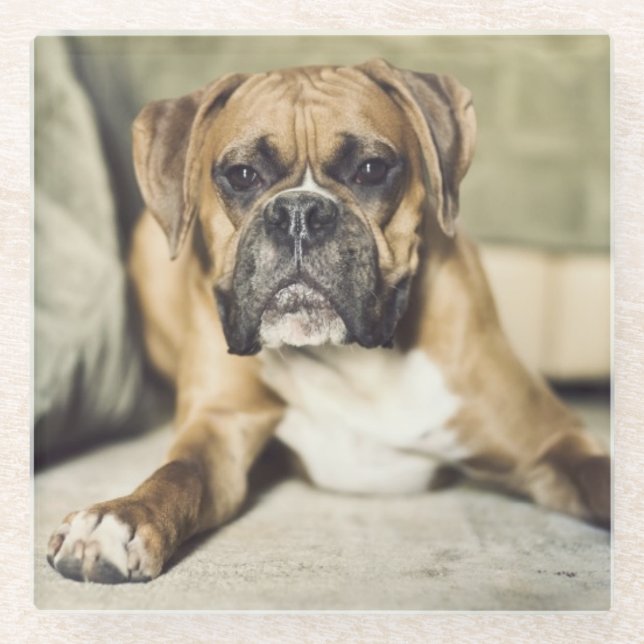 Posavasos De Vidrio Perrito del boxeador del cervatillo (Anverso)