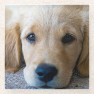 Posavasos De Vidrio Perrito dulce, dulce