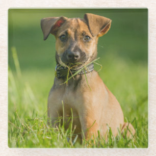 Posavasos De Vidrio Perrito en la hierba