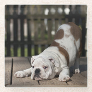 Posavasos De Vidrio Perrito inglés del bulldog