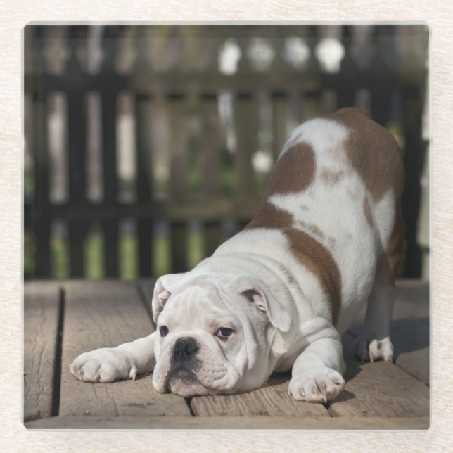 Posavasos De Vidrio Perrito inglés del bulldog (Anverso)