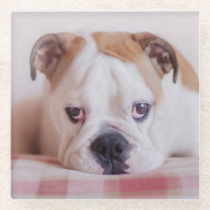 Posavasos De Vidrio Perrito inglés tímido del bulldog