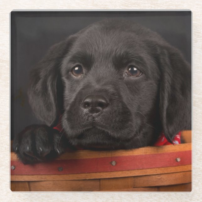 Posavasos De Vidrio Perrito negro del labrador retriever en una cesta (Anverso)
