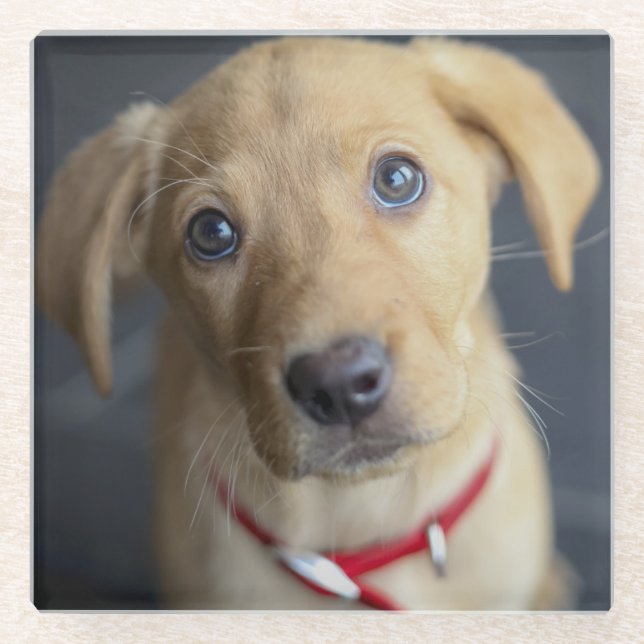 Posavasos De Vidrio Perrito rojo del Fox Labrador (Anverso)