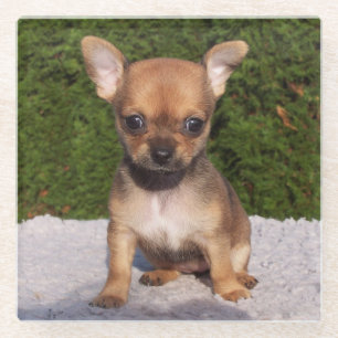 Posavasos De Vidrio Perro cachorro chihuahua