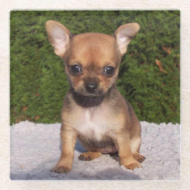Posavasos De Vidrio Perro cachorro chihuahua (Anverso)