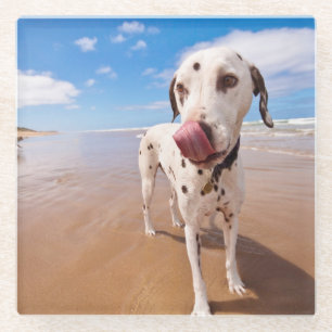 Posavasos De Vidrio Perro dálmata en la playa