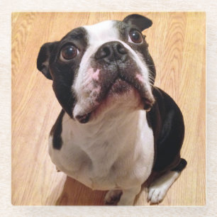 Posavasos De Vidrio Perro de Boston Terrier