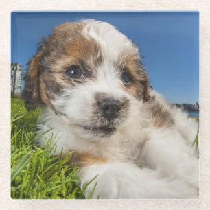 Posavasos De Vidrio Perro de perrito lindo (Shitzu)