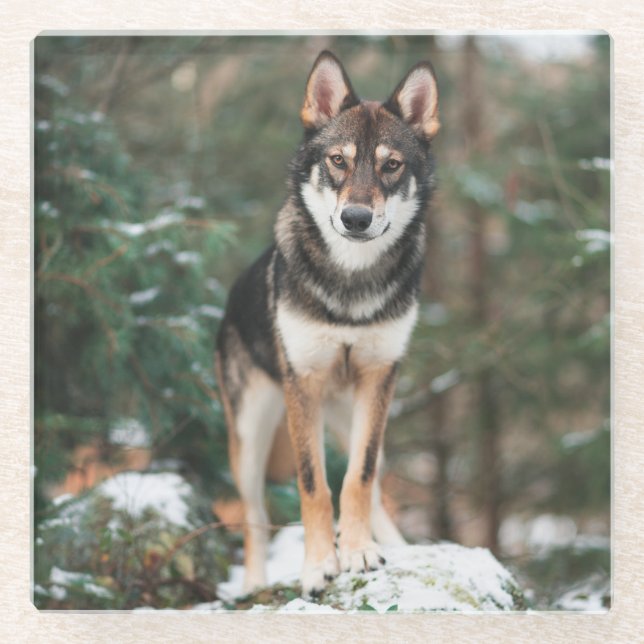 Posavasos De Vidrio Perro lobo (Anverso)