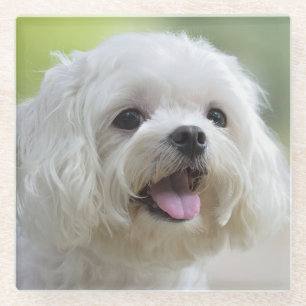 Posavasos De Vidrio Perro maltés blanco