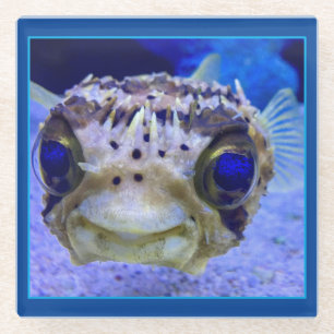 Posavasos De Vidrio Pescado de puffer enano