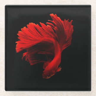 Posavasos De Vidrio Pescado rojo ruby de combate siamés