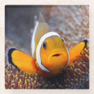 Posavasos De Vidrio Pescados tropicales del filón - Clownfish