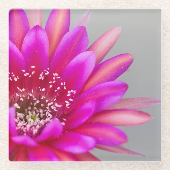 Posavasos De Vidrio Pétalos de flor de cactus rosados vibrantes (Anverso)