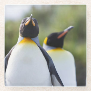 Posavasos De Vidrio Pingüinos de rey