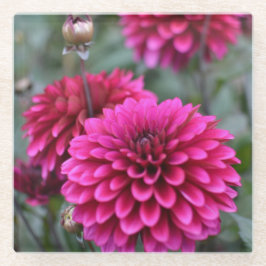 Posavasos De Vidrio Pink Dahlia Floral Photograph Square