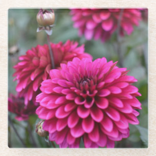 Posavasos De Vidrio Pink Dahlia Floral Photograph Square