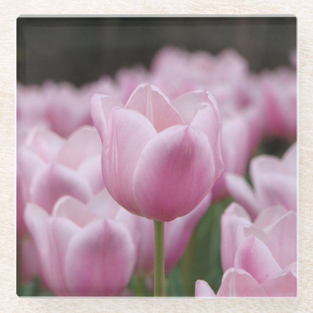 Posavasos De Vidrio Pink tulip glass coaster (Anverso)