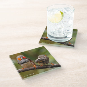 Posavasos De Vidrio Pinzones cebra descarados pájaros cantores en rama