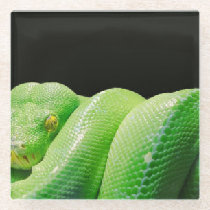 Posavasos De Vidrio pitón de árbol verde