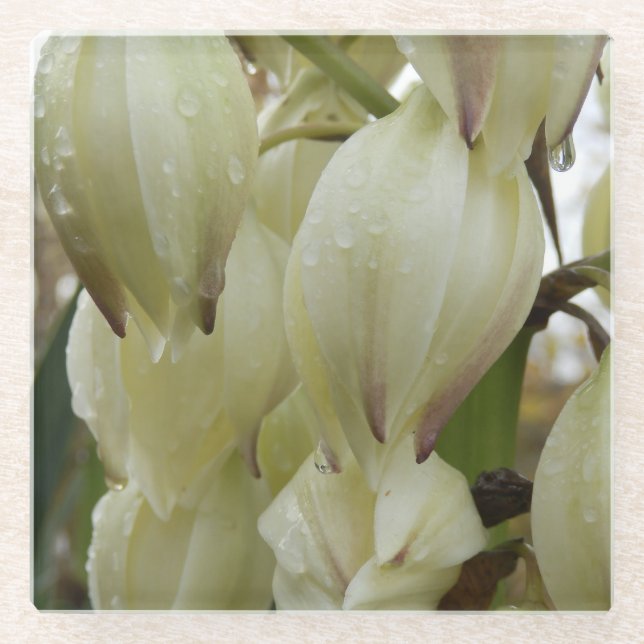 Posavasos De Vidrio Planta Yucca (Anverso)