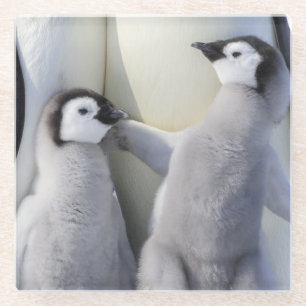 Posavasos De Vidrio Polluelo del pingüino de emperador
