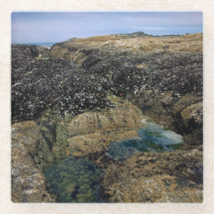 Posavasos De Vidrio Pools de marea en Bob Creek, Oregón