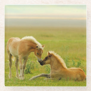 Posavasos De Vidrio Potros del caballo