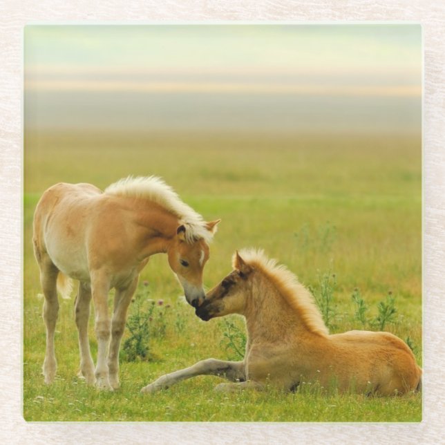 Posavasos De Vidrio Potros del caballo (Anverso)