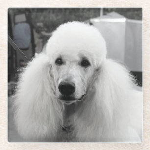 Posavasos De Vidrio Práctico de costa blanco del vidrio del caniche