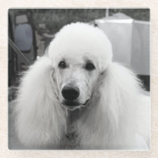 Posavasos De Vidrio Práctico de costa blanco del vidrio del caniche
