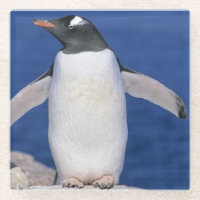 Puerto del pingüino de Gentoo (Pygoscelis papua)