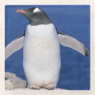 Posavasos De Vidrio Puerto del pingüino de Gentoo (Pygoscelis papua)