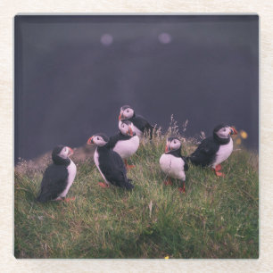 Posavasos De Vidrio Puffins atlánticos