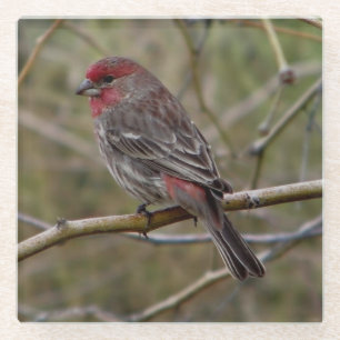 Posavasos De Vidrio Purple Finch