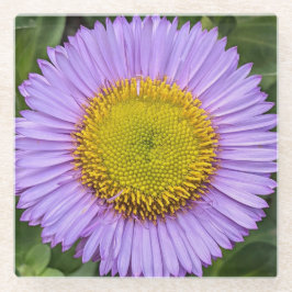 Posavasos De Vidrio Purple Fleabane Daisy Floral