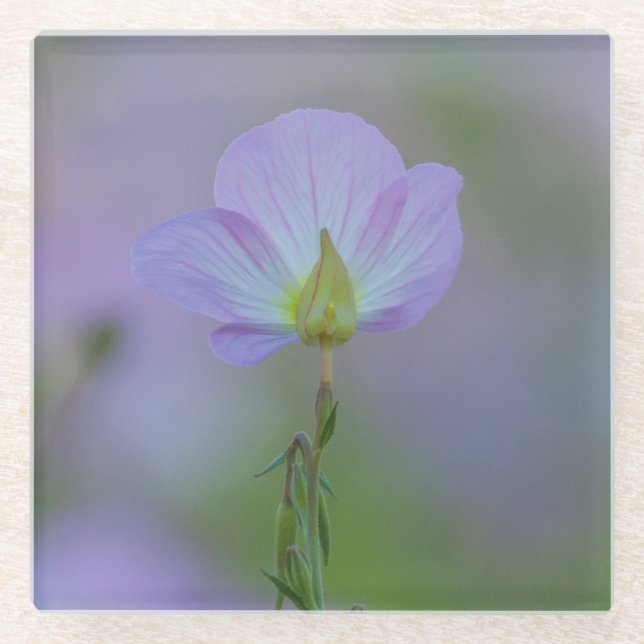 Posavasos De Vidrio Purple Primrose (Anverso)